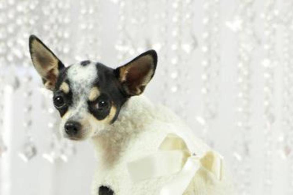 Dog wedding dresses