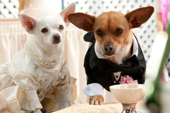 Dogs wedding