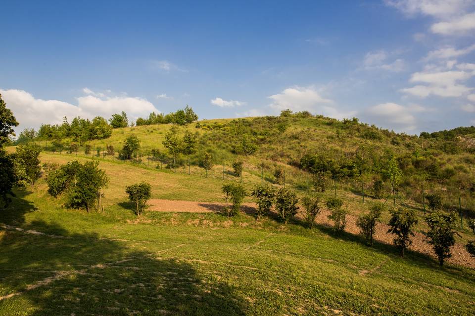 Zona verde