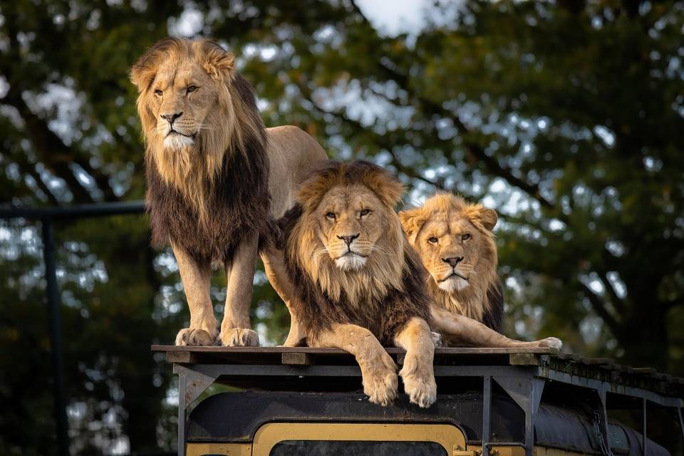 “Luxury Safari”