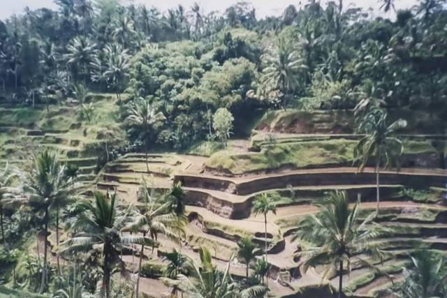 Risaie Bali