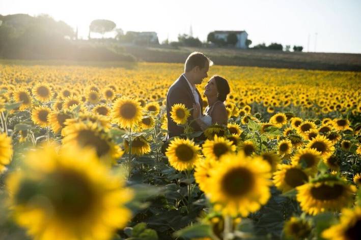 Sunflower feilds surroundings