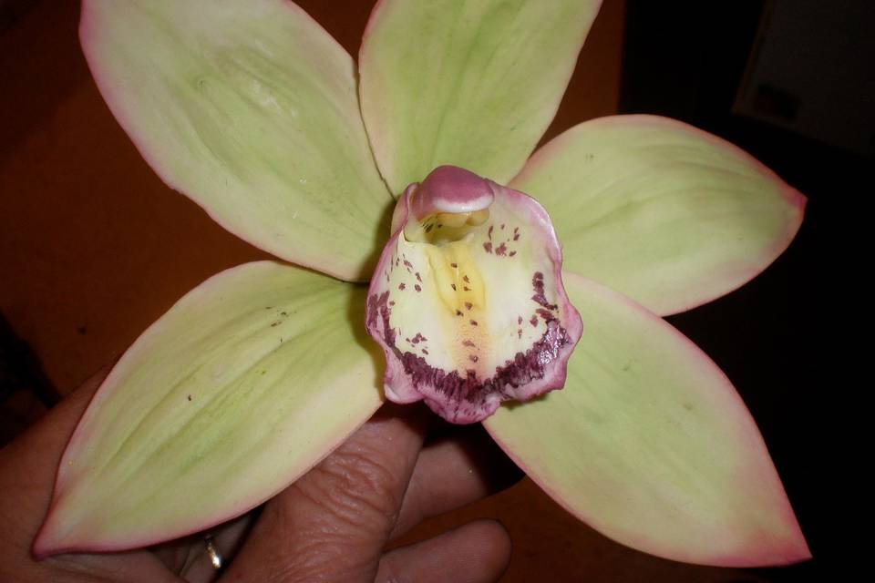 Sugar orchidea