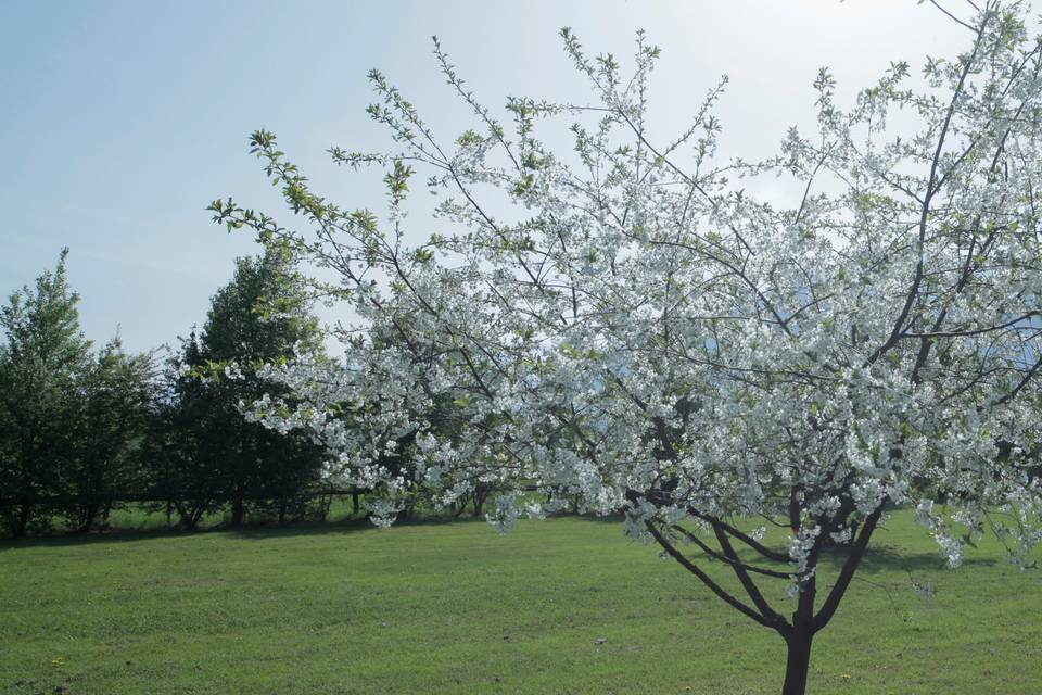 Cascina Borgofrancone