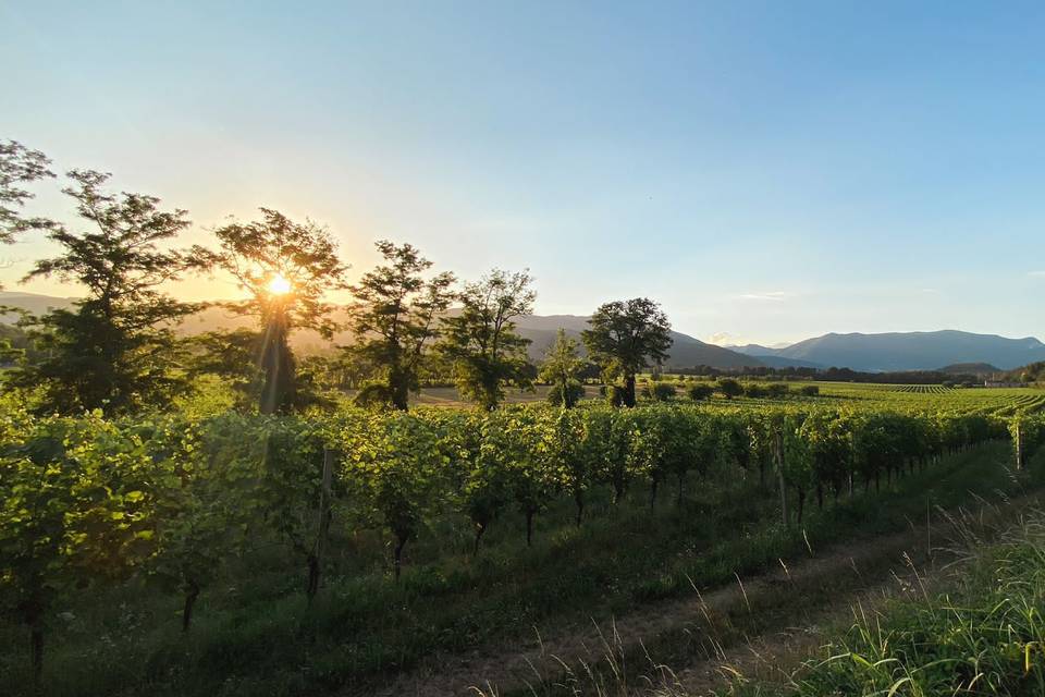 Tenuta Redaelli de Zinis