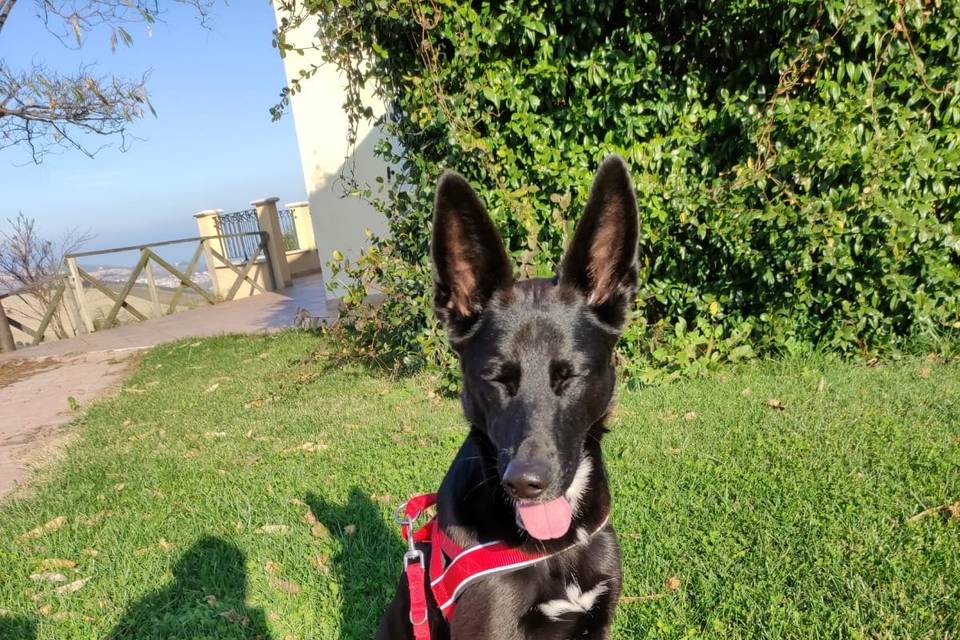 Bella
