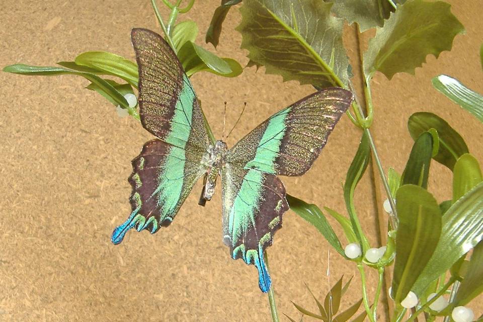 Papilio blumei