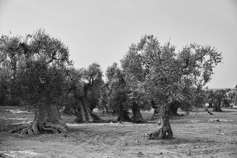 Rossella & Joseph - Puglia