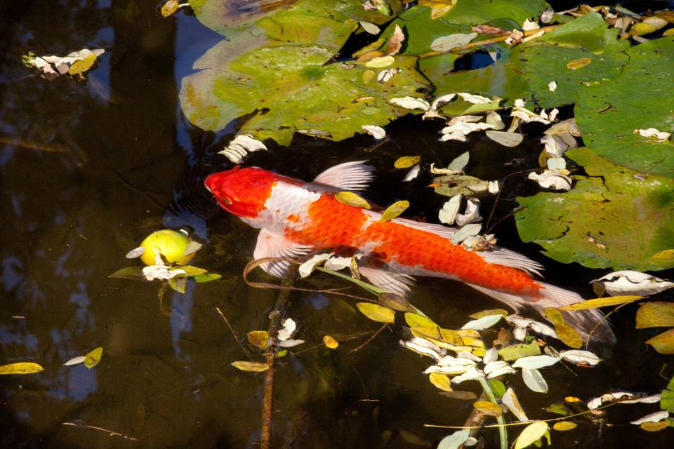 Carpa koi