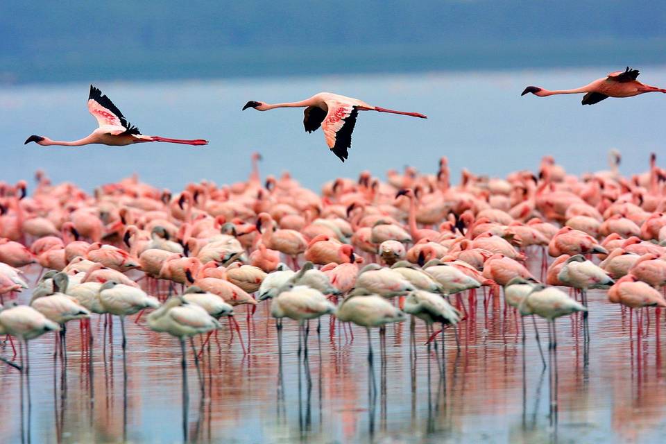 Lago Nakuru