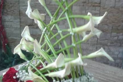 L'Orchidea di Giovanni Carfora