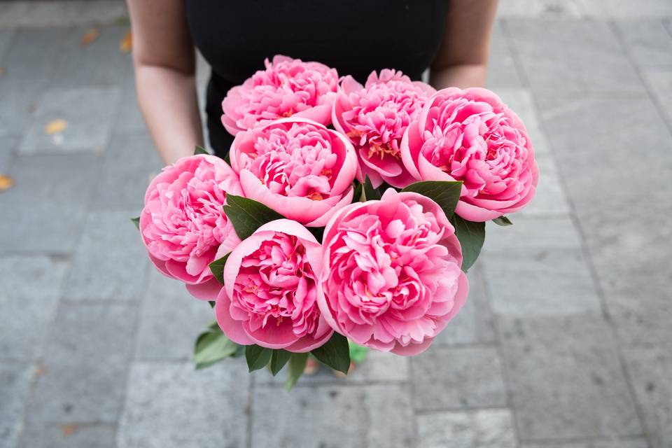 Peonia