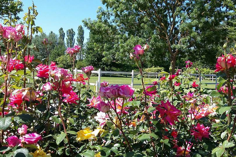 Rose di Villa Casa Country