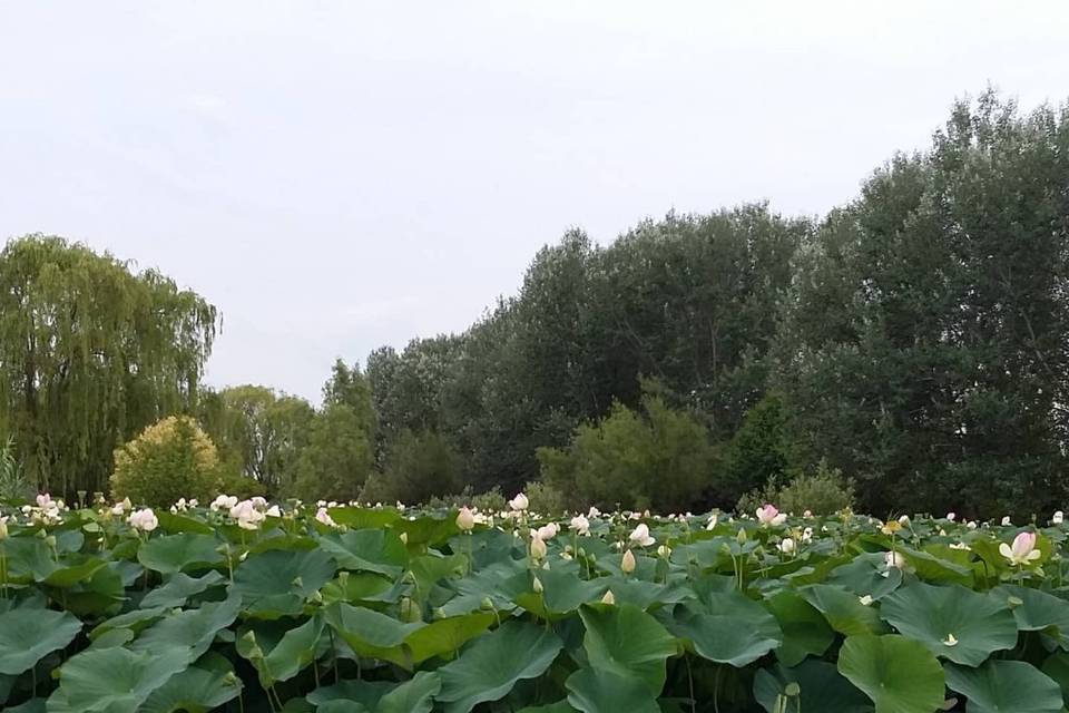 Sposarsi in mezzo ad un lago