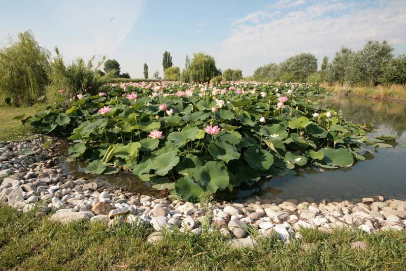 Laghetto in fiore