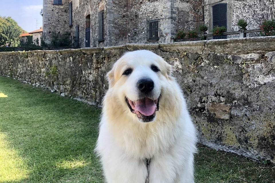 Che vita da cane