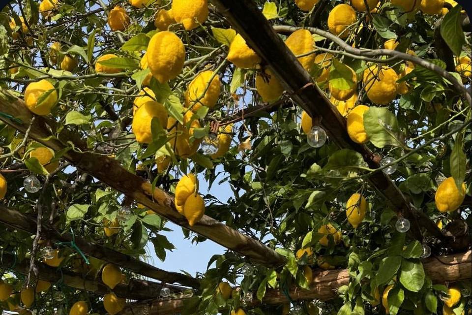 Pergolato di limoni