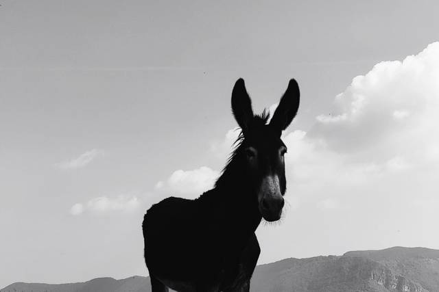 Asino