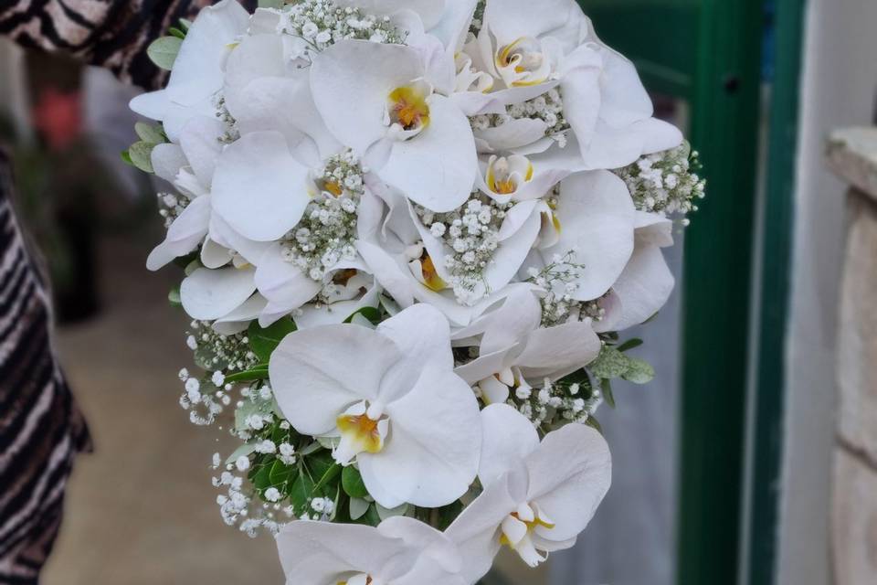 Piante e fiori cedro