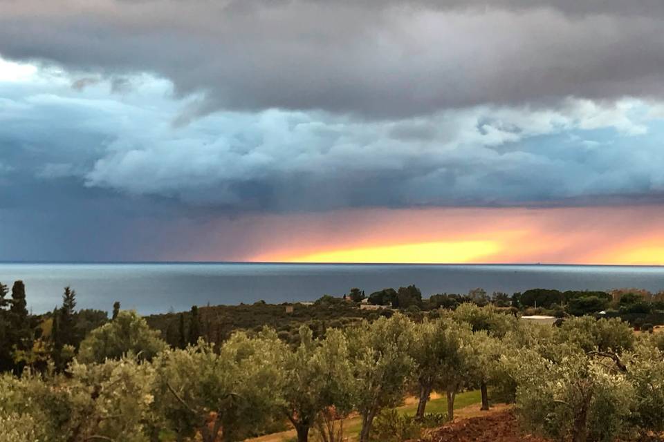 The Olive Grove