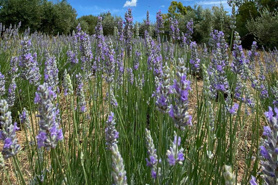 Campo di Lavanda