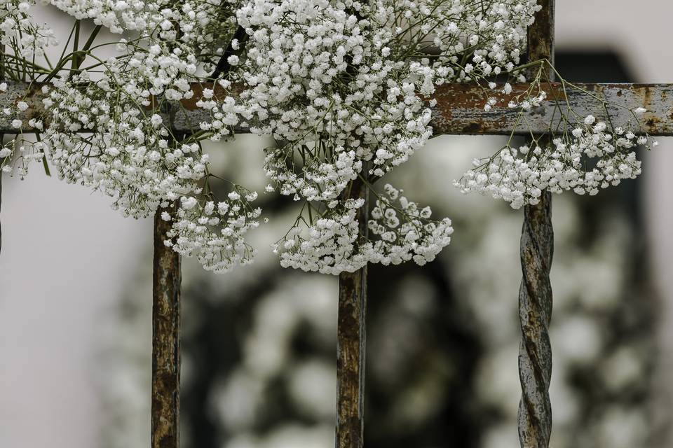 Dama Fiori