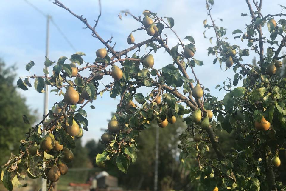 Alberi da frutto