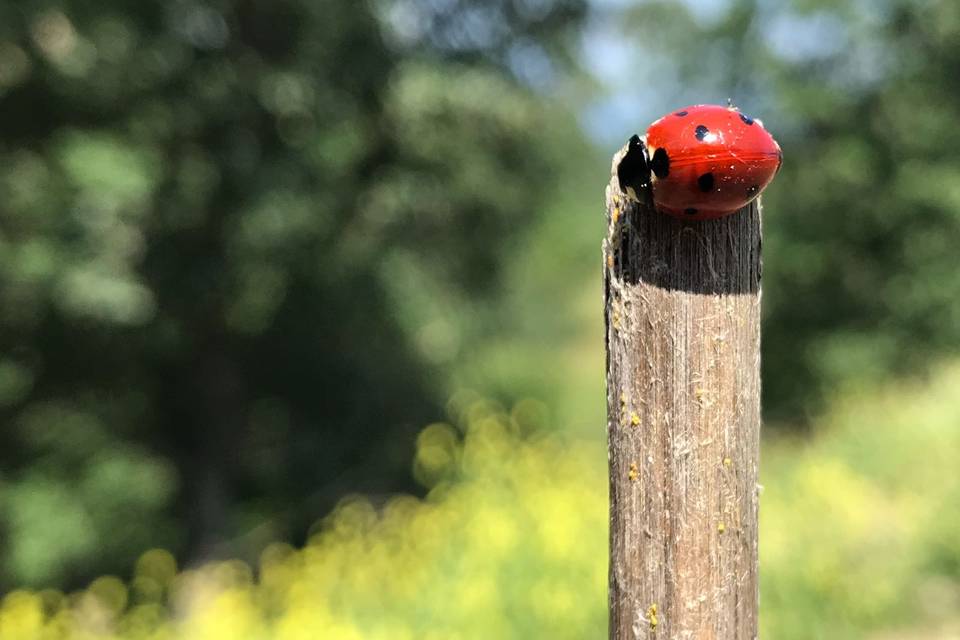 Coccinella