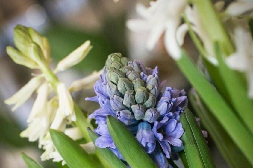 Mon Jardin di Silvia Dalla Pozza