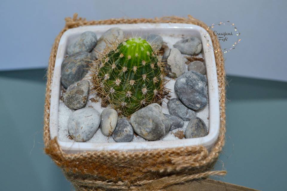 Segnaposto mamillaria