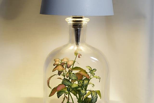 Lampada