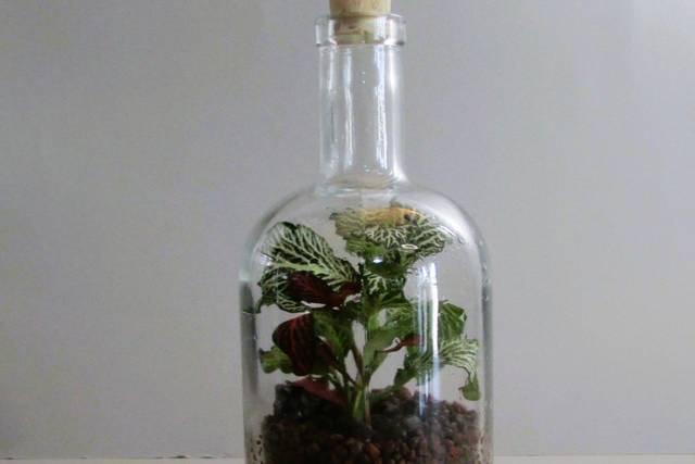 Foglie Infuse