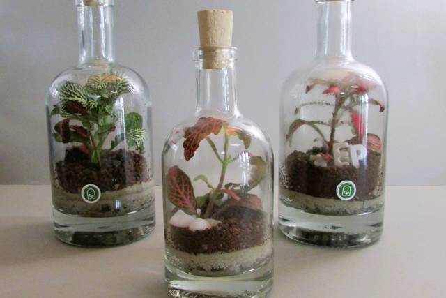 Foglie Infuse
