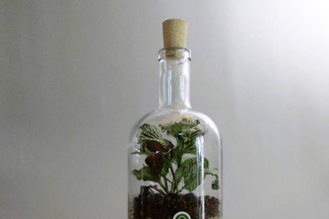 Foglie Infuse