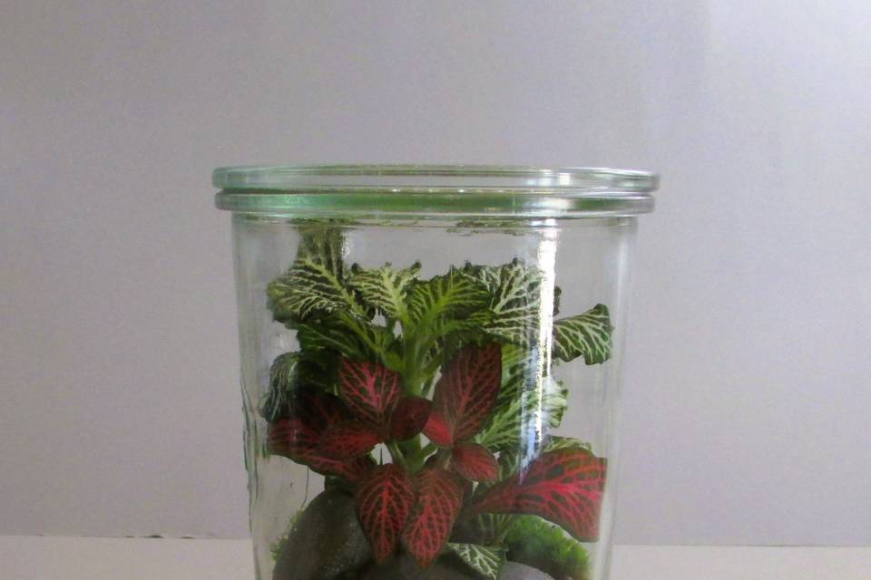 Dispensa Verde