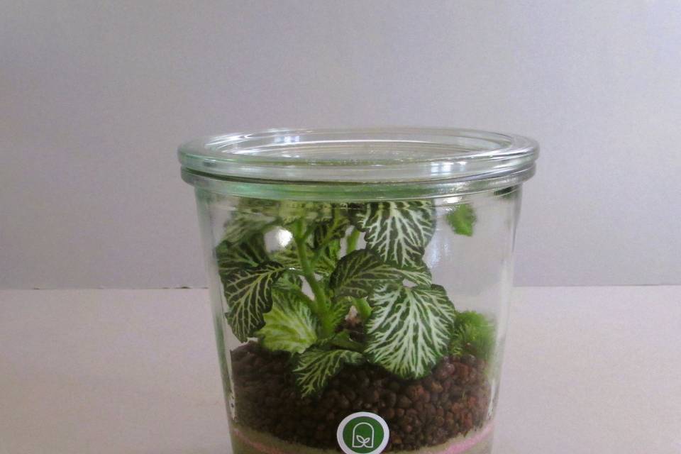 Dispensa Verde