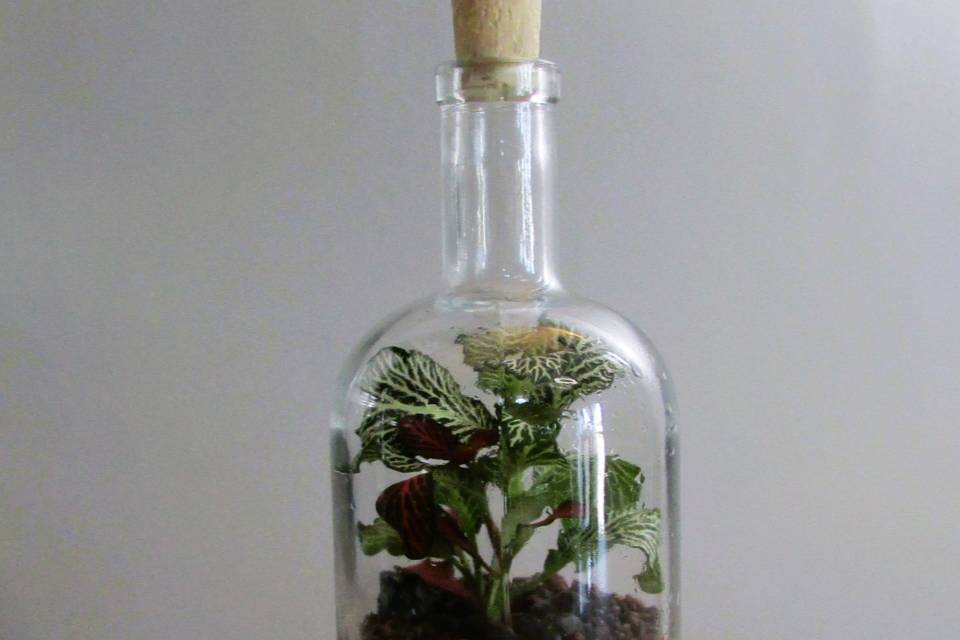 Foglie Infuse