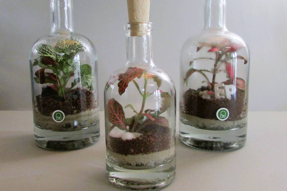 Foglie Infuse