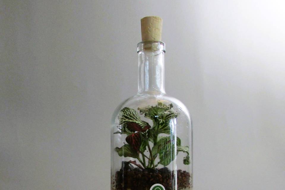 Foglie Infuse