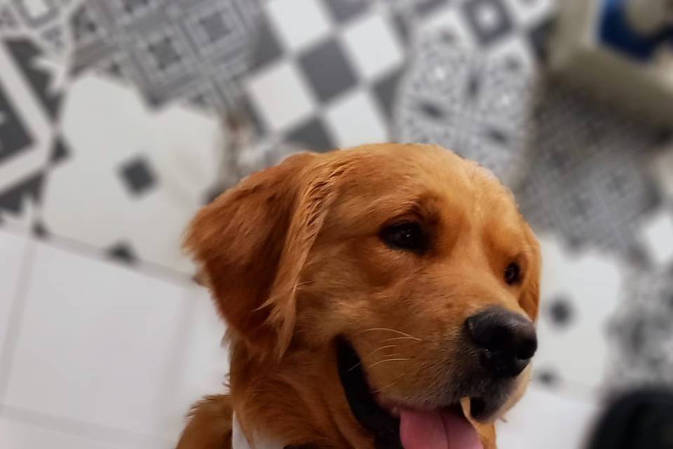Wedding dog service