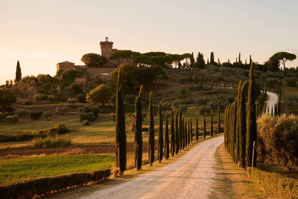 Cypresses road