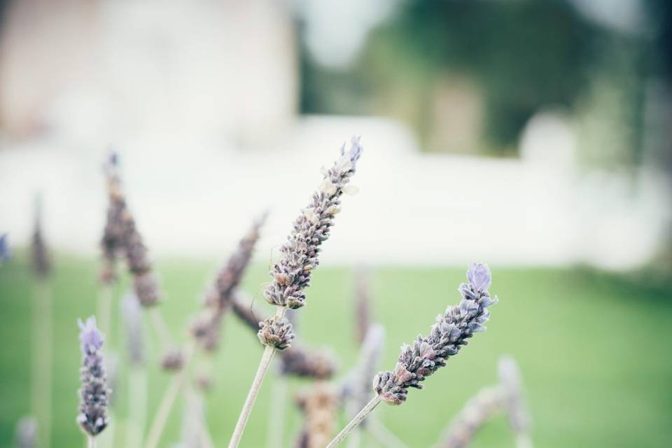 French Wedding