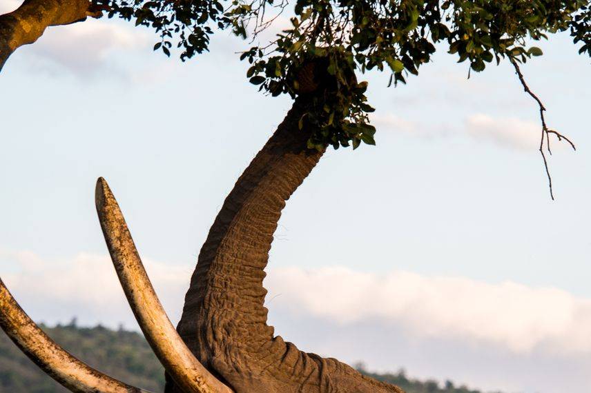 Kenya