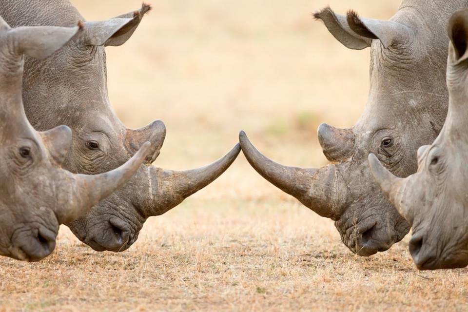 Sudafrica