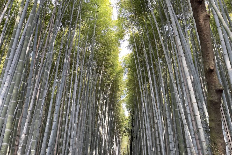 Kyoto Foresta di bambu