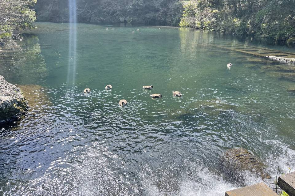 Jeju