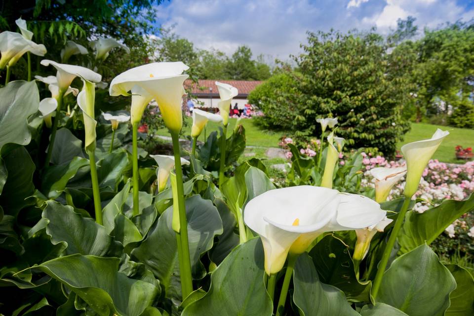 Dettaglio Giardino