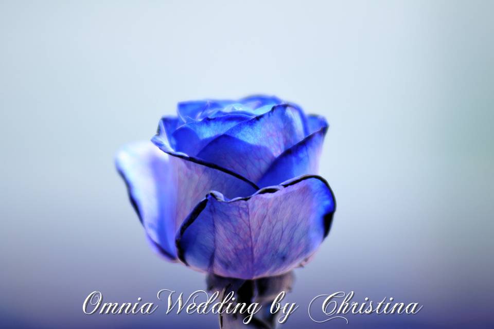 Blu rose