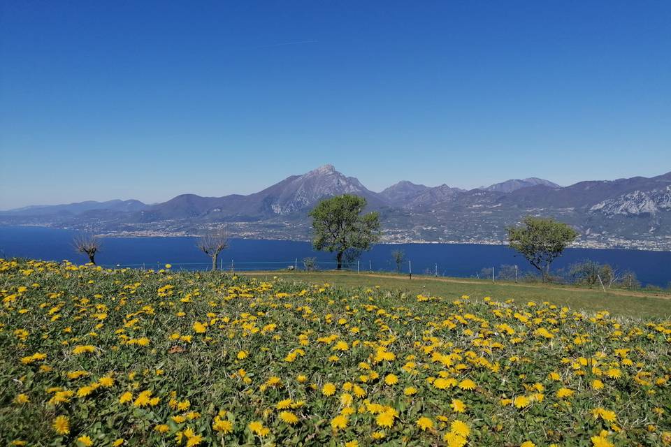 Il paesaggio fiorito