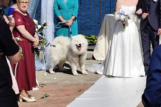Mc Wedding Dog sitter Fedi e Zampette